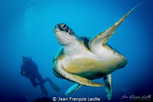 Turtle in Bonaire by Jean François Lacilla 